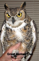 Big Horn Owl 08 008