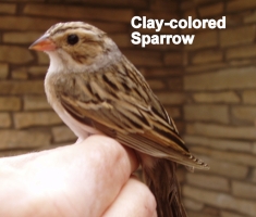 Clay Colored Sparrow032