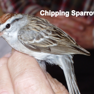 Chipping sparrow 002