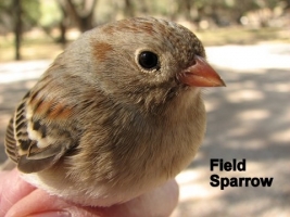 Bird Banding January 09 001