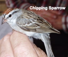 Chipping sparrow 002