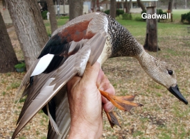 Gadwall March 06 004