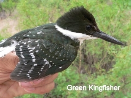 Green Kingfisher