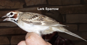 Lark sparrow 040