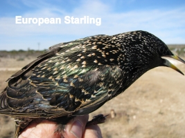 European Starling