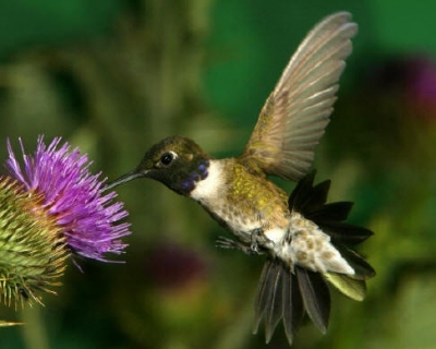 purple thistle hummer 9MFRQ