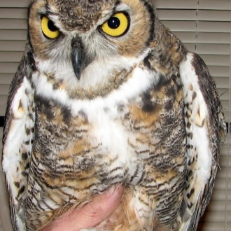 Big Horn Owl 08 008