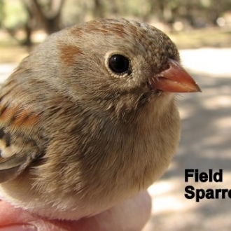 Bird Banding January 09 001