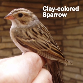 Clay Colored Sparrow032