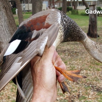 Gadwall March 06 004