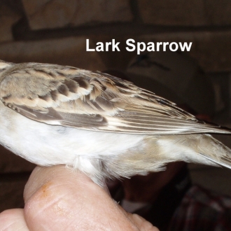 Lark sparrow 040