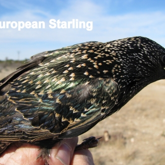 European Starling